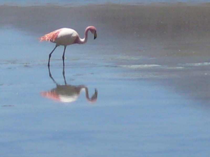 Travel - Bolivia - Salar De Uyuni - The Lakes